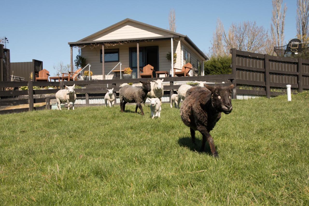 Shearvue Farmstay With Optional Free Farm Experience At 5Pm Fairlie Dış mekan fotoğraf