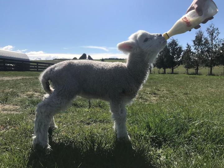 Shearvue Farmstay With Optional Free Farm Experience At 5Pm Fairlie Dış mekan fotoğraf