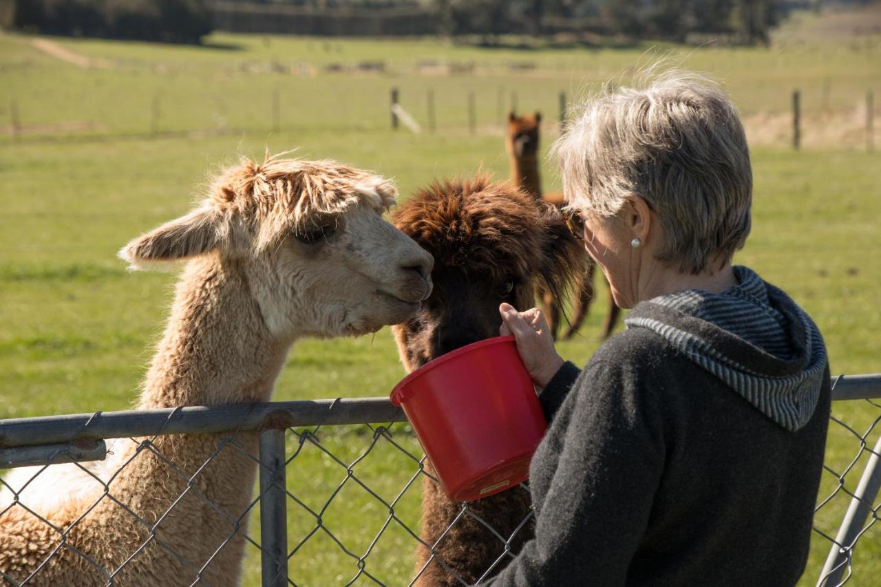 Shearvue Farmstay With Optional Free Farm Experience At 5Pm Fairlie Dış mekan fotoğraf